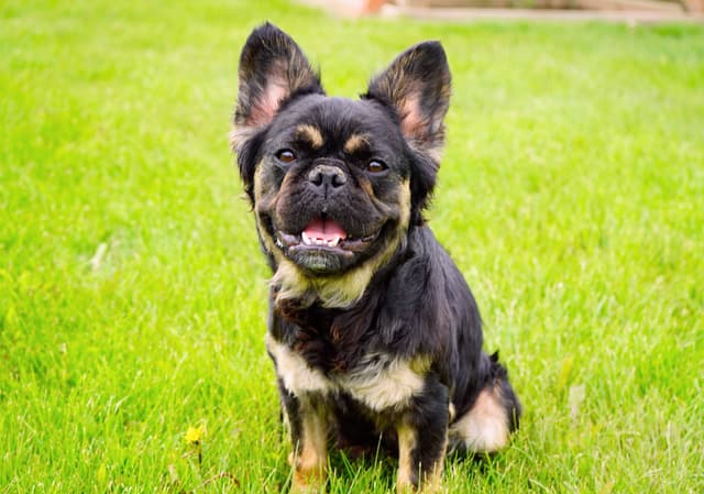 French Bulldog Puppies Free Transportation media 14