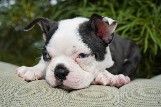 Boston Terrier Puppies media 2
