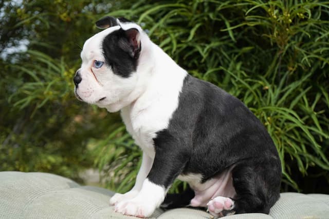 Boston Terrier Puppies media 3