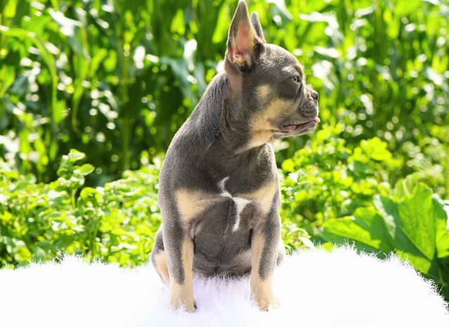 French Bulldog Puppies media 6