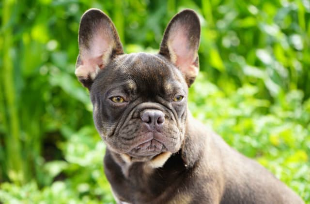 French Bulldog Puppies media 2