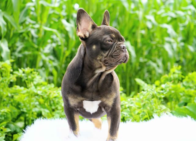French Bulldog Puppies media 3