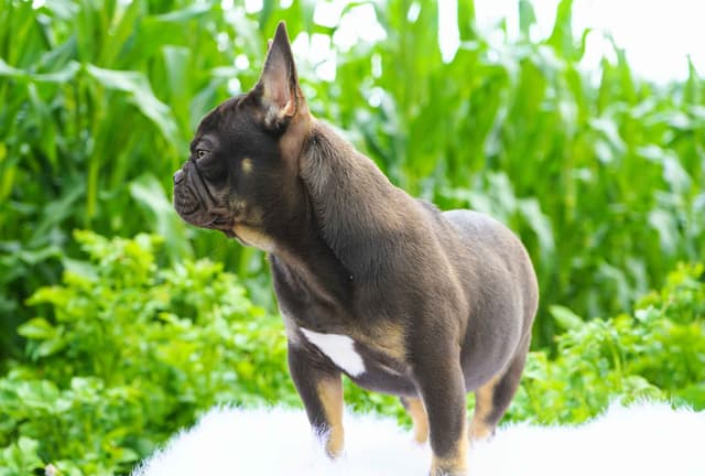 French Bulldog Puppies media 4