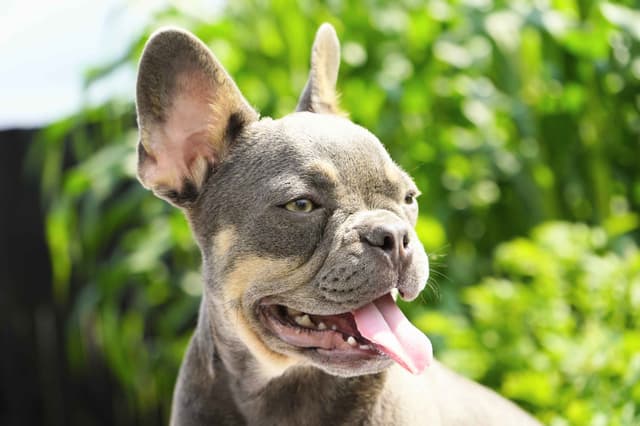 French Bulldog Puppies media 5