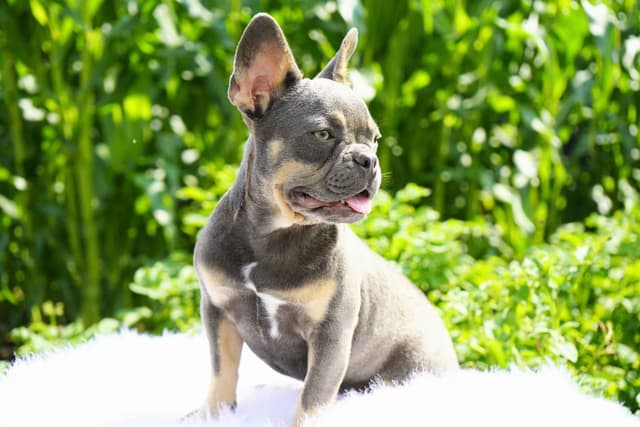 French Bulldog Puppies media 7
