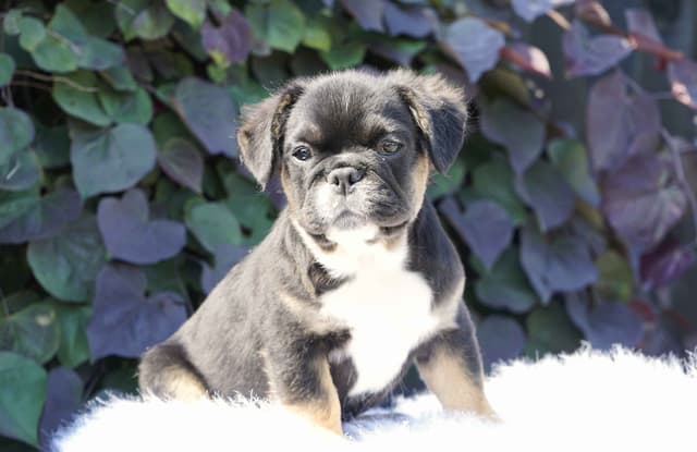 French Bulldog Puppies Free Transportation media 9