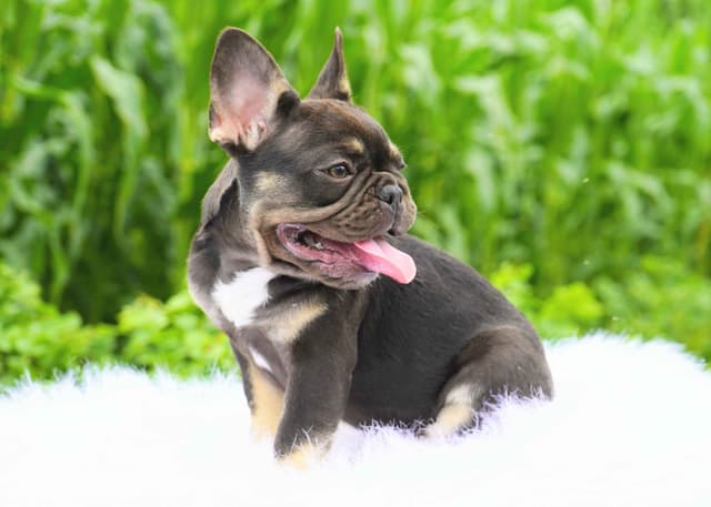 French Bulldog Puppies Free Transportation media 6