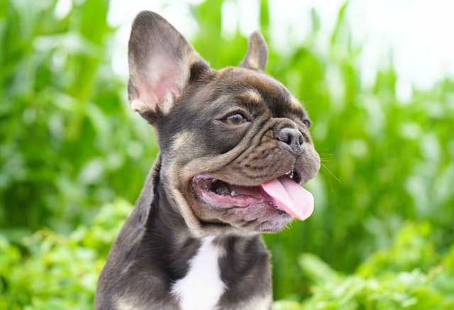 French Bulldog Puppies Free Transportation media 5