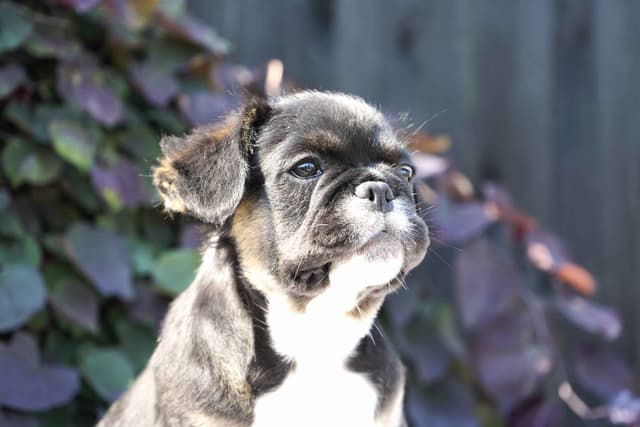 French Bulldog Puppies Free Transportation media 10