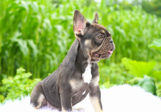 French Bulldog Puppies Free Transportation media 7