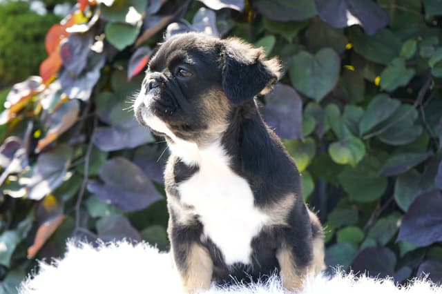 French Bulldog Puppies Free Transportation media 11
