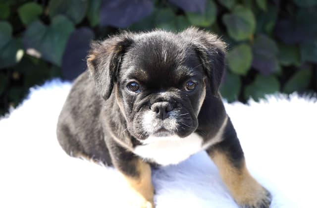French Bulldog Puppies Free Transportation media 13