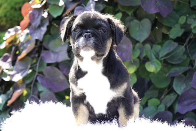 French Bulldog Puppies Free Transportation media 12