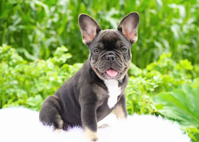 French Bulldog Puppies Free Transportation media 2
