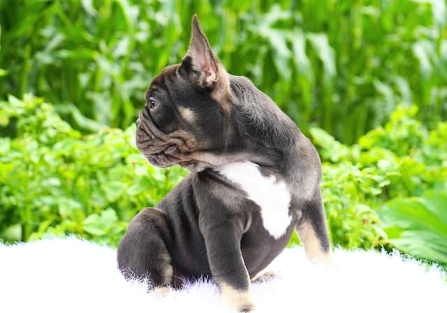 French Bulldog Puppies Free Transportation media 4