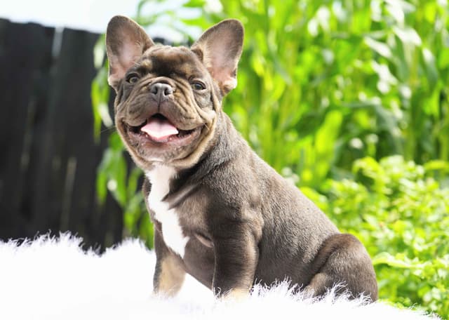 French Bulldog Puppies Free Transportation media 3