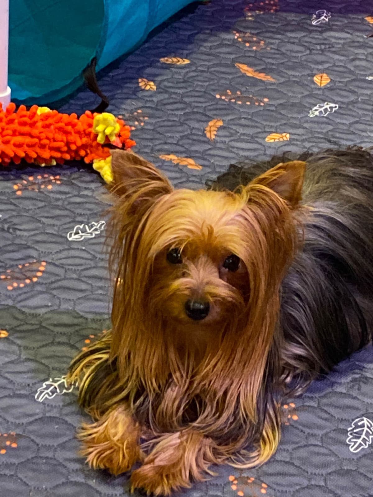 Yorkshire Terrier Puppies breeder image 1