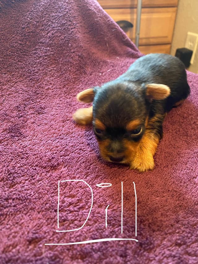 Yorkshire Terrier Puppies media 3