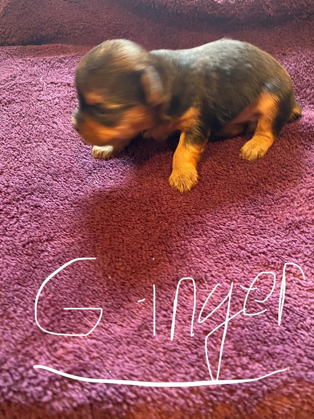 Yorkshire Terrier Puppies media 4