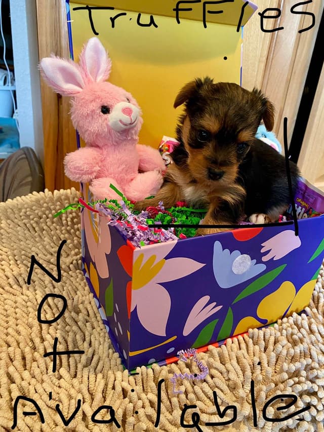Yorkshire Terrier Puppies media 6