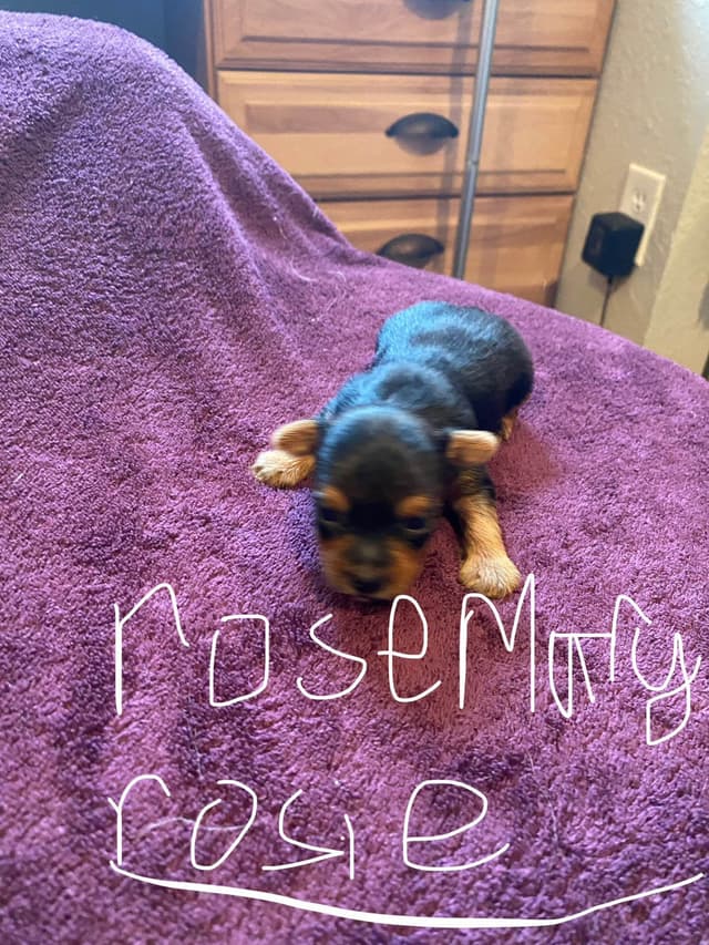 Yorkshire Terrier Puppies media 7