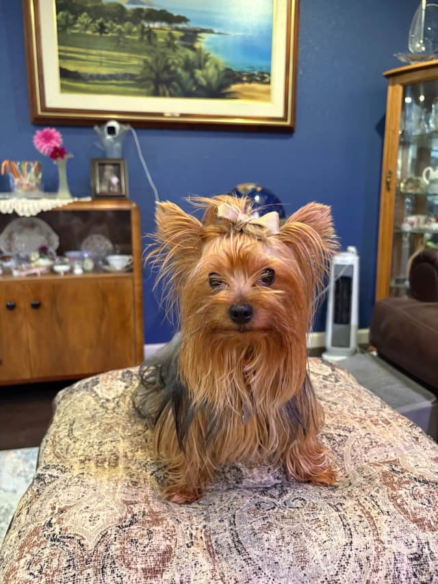 Yorkshire Terrier Puppies media 9