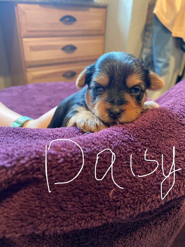 Yorkshire Terrier Puppies media 10