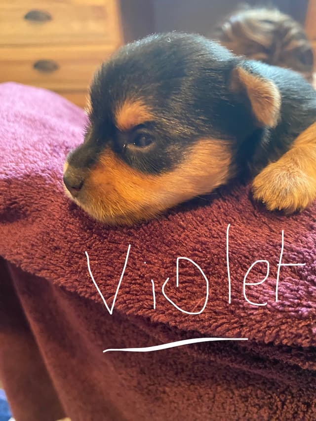 Yorkshire Terrier Puppies media 11