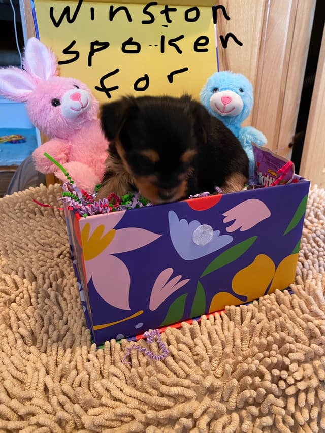 Yorkshire Terrier Puppies media 12