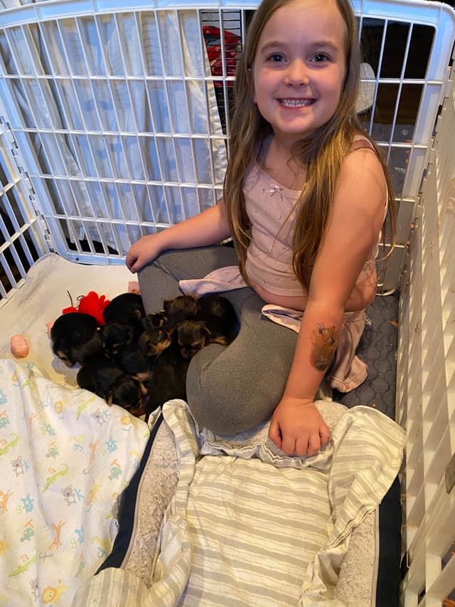 Yorkshire Terrier Puppies media 15