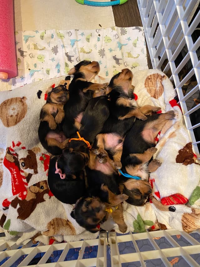 Yorkshire Terrier Puppies media 16