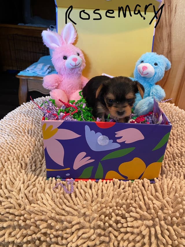 Yorkshire Terrier Puppies media 17