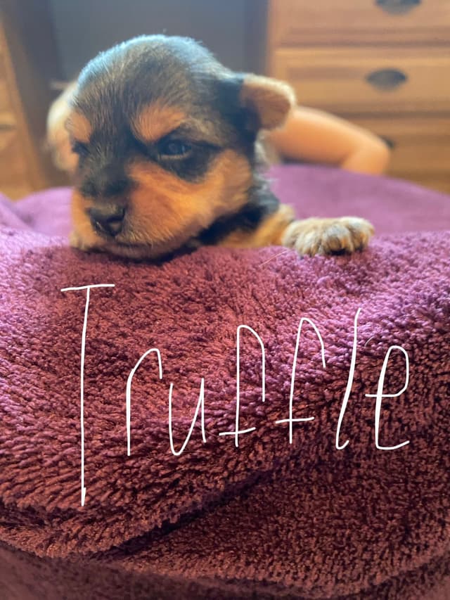 Yorkshire Terrier Puppies media 18