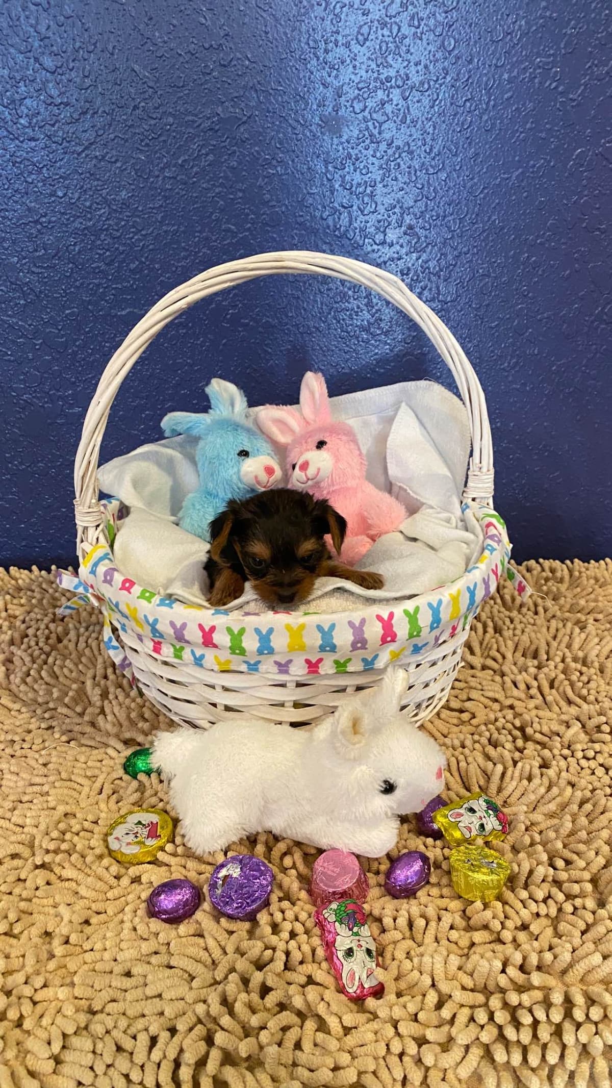 Yorkshire Terrier Puppies breeder image 4