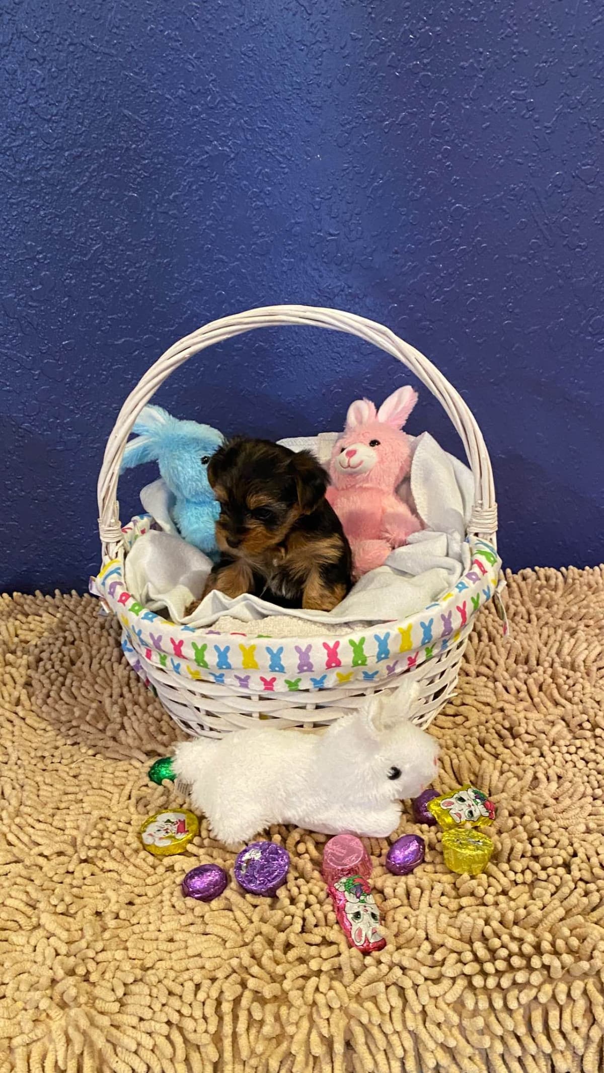 Yorkshire Terrier Puppies breeder image 5