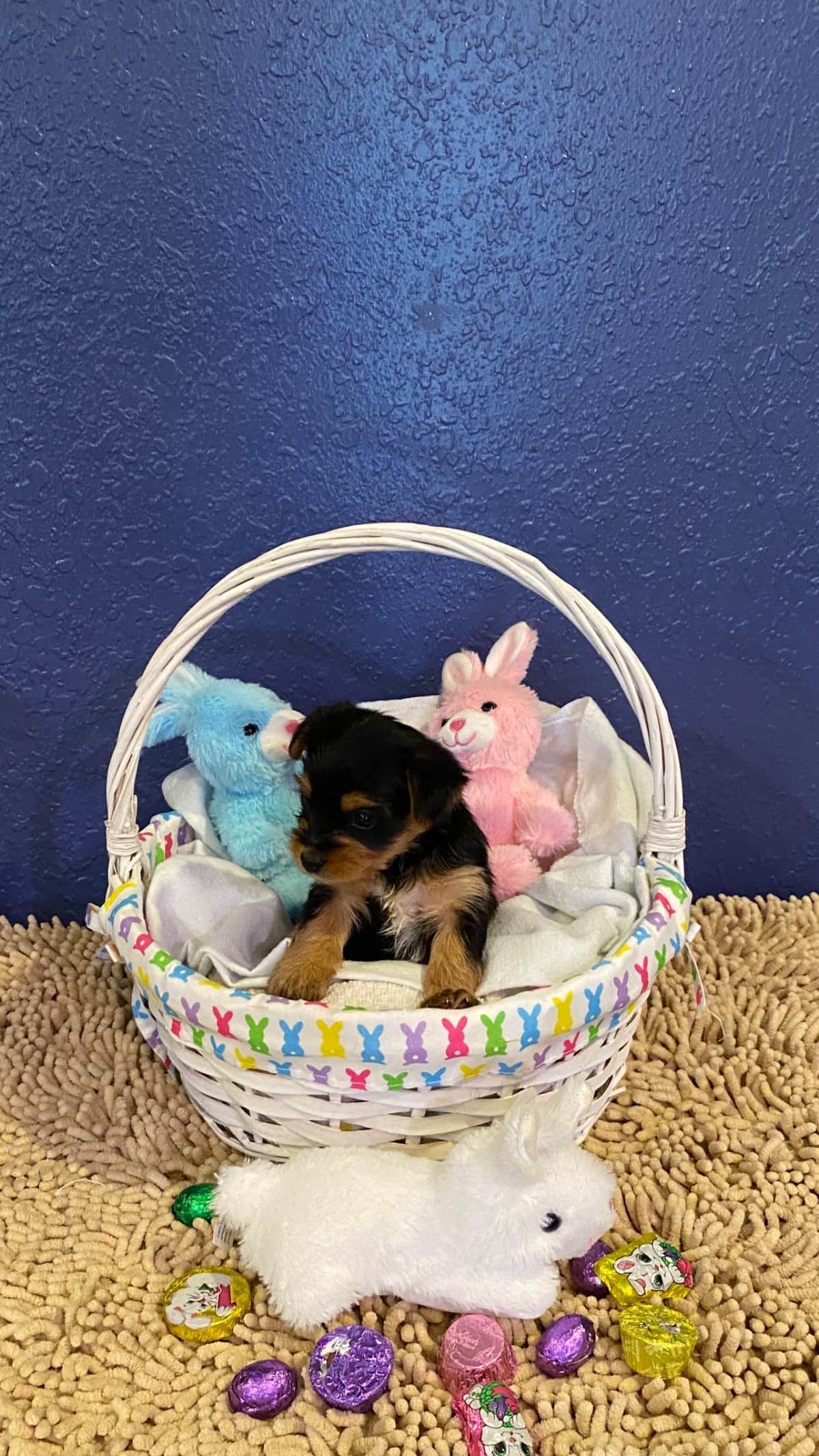 Yorkshire Terrier Puppies breeder image 6