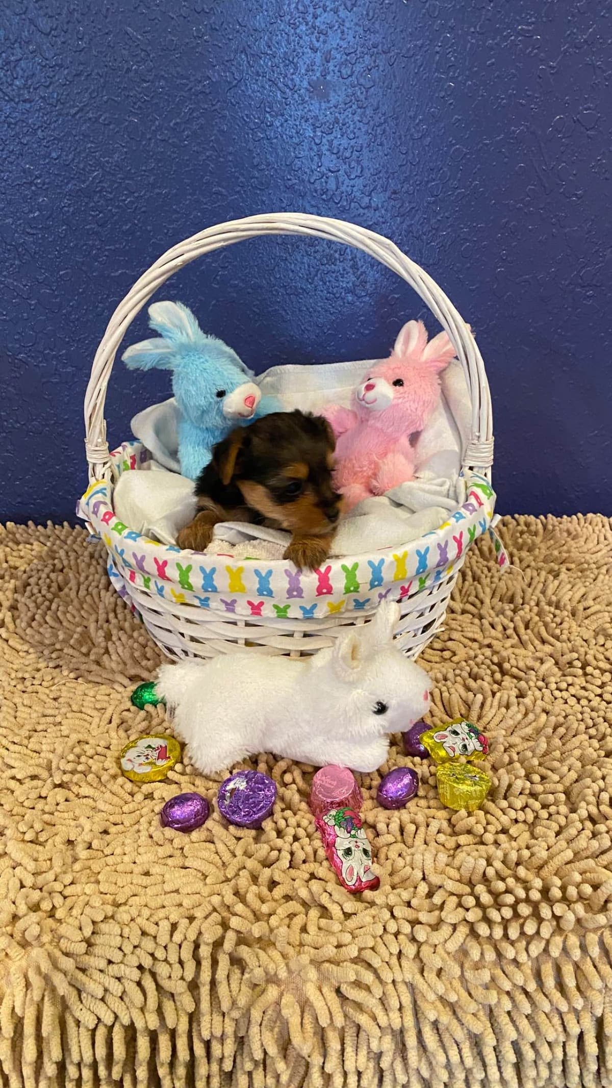 Yorkshire Terrier Puppies breeder image 8