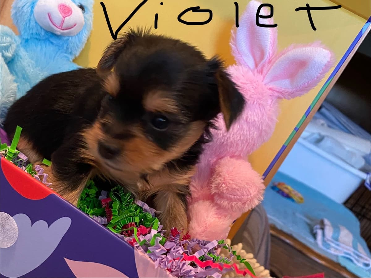 Yorkshire Terrier Puppies breeder image 10