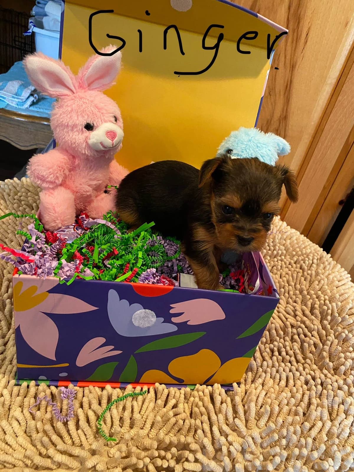 Yorkshire Terrier Puppies breeder image 11