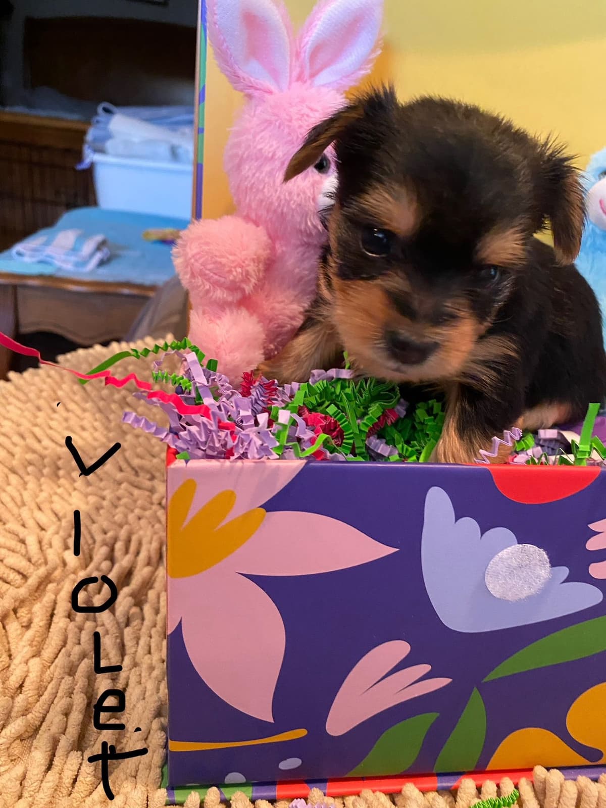 Yorkshire Terrier Puppies breeder image 12