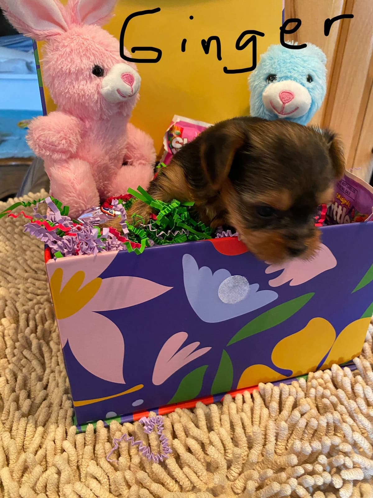 Yorkshire Terrier Puppies breeder image 13