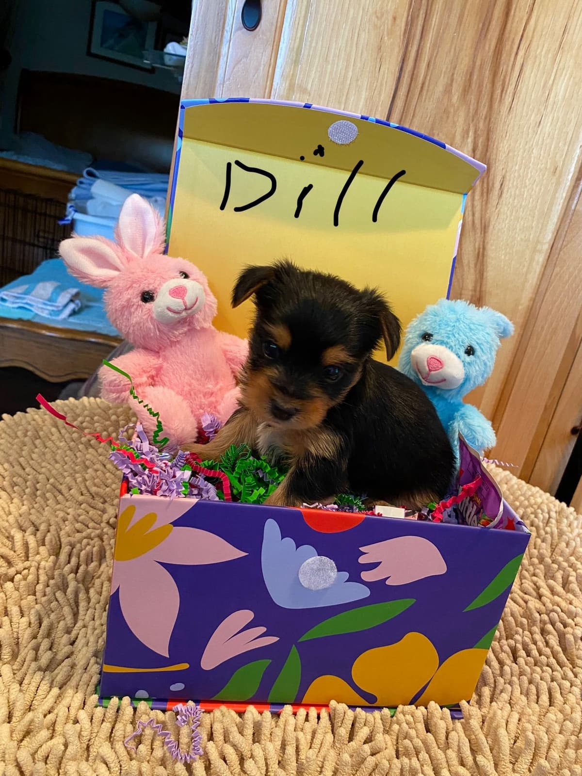 Yorkshire Terrier Puppies breeder image 14