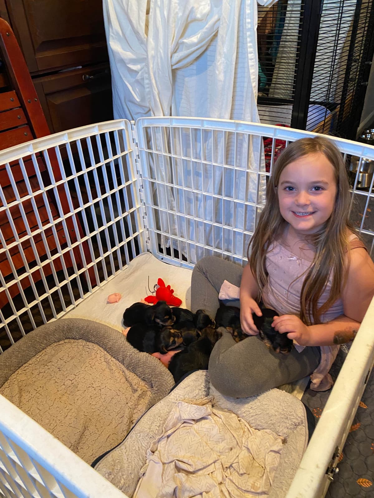 Yorkshire Terrier Puppies breeder image 16