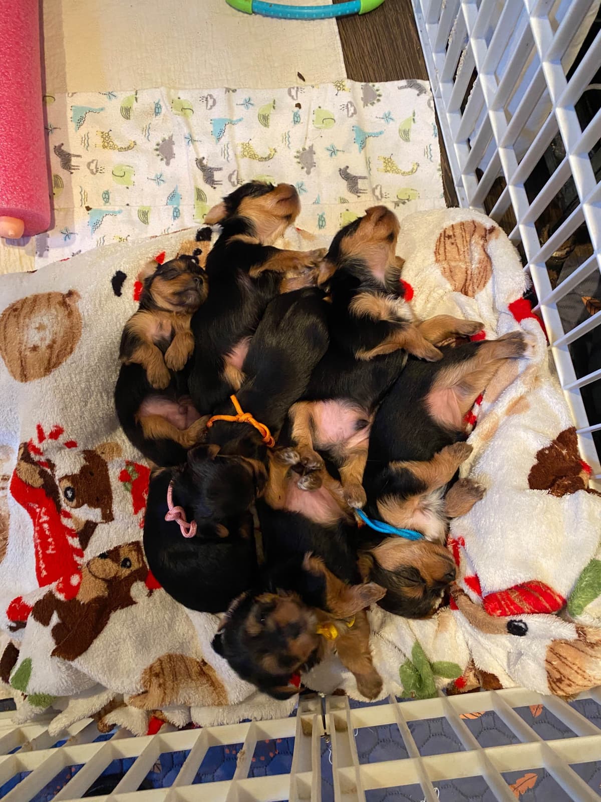 Yorkshire Terrier Puppies breeder image 15