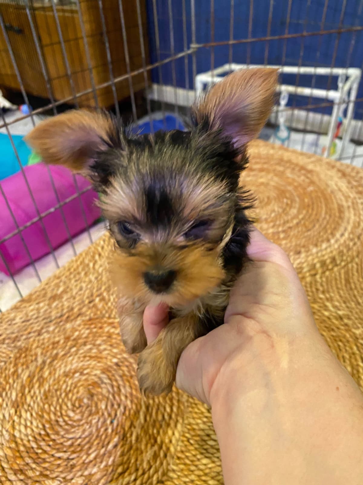 Yorkshire Terrier Puppies breeder image 18