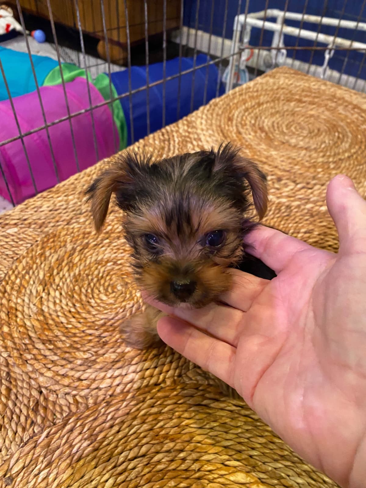 Yorkshire Terrier Puppies breeder image 19