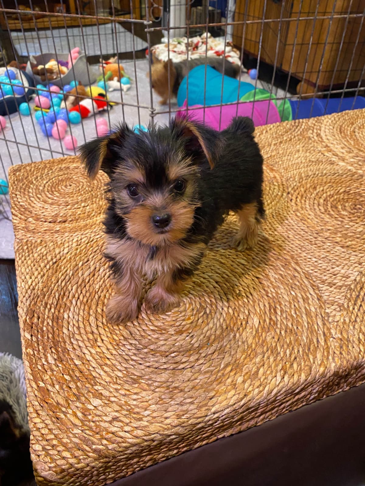 Yorkshire Terrier Puppies breeder image 20