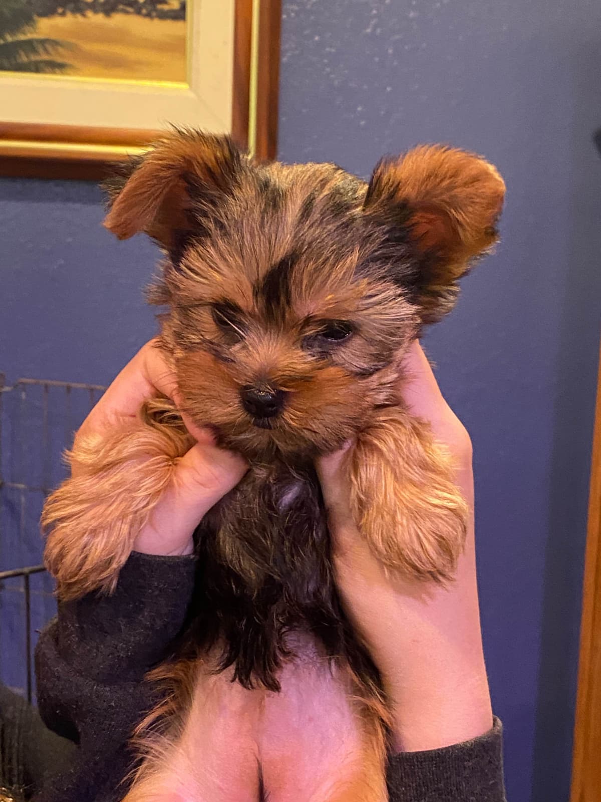 Yorkshire Terrier Puppies breeder image 24