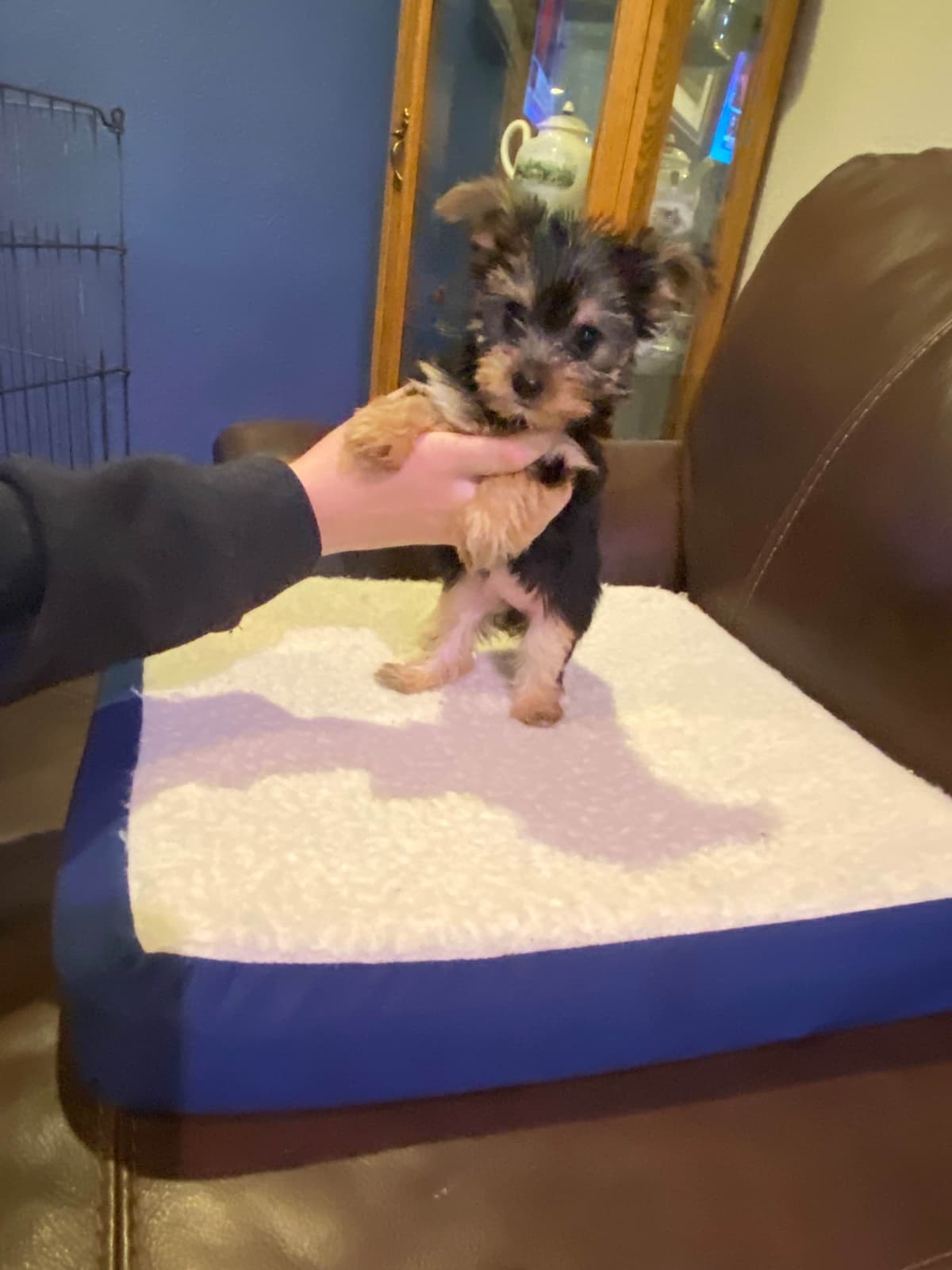 Yorkshire Terrier Puppies breeder image 23