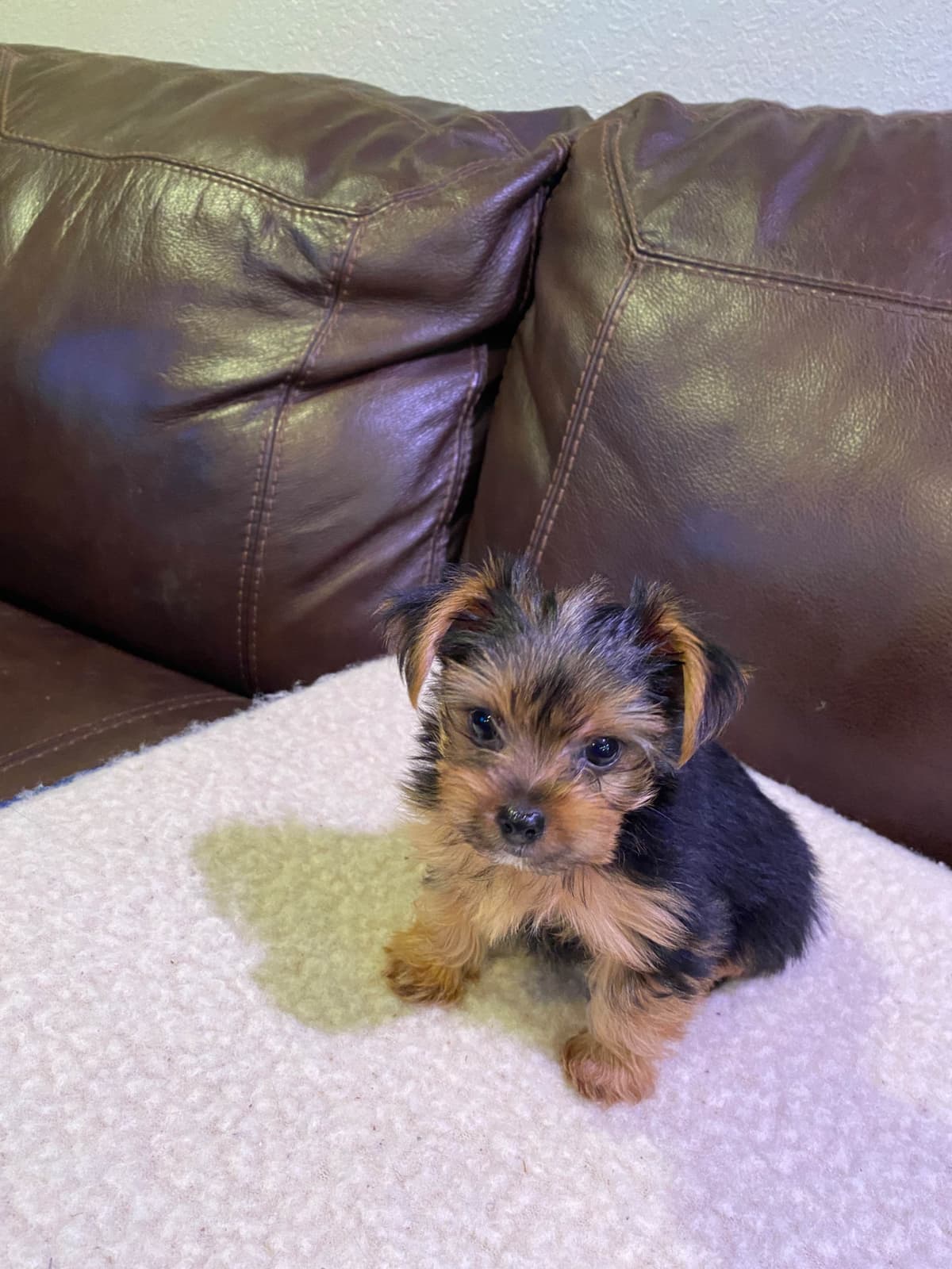 Yorkshire Terrier Puppies breeder image 25